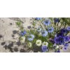 Sproutworld Unsharpened Pencil crayon non taillé