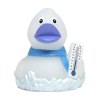 Canard