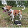 Le frisbee pour chien RINGO