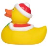 Canard hiver