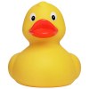 Canard uni