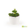 KIT DE PLANTATION FRAISIER CÉRAMIQUE BLANC 80MM