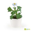KIT DE PLANTATION PAQUERETTE BLANCHE CÉRAMIQUE BLANC 80MM