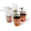 Plant d'arbre à replanter - planter pour agir