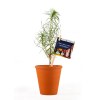 Plant d'arbre Pin Maritime en pot - Je plante un résineux - Planter pour agir