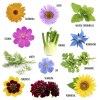 Coffret 12 graines - Je nourris les abeilles et papillons - Semer pour agir