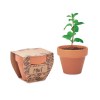 MINT POT - Pot avec graines de menthe