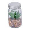Plante Décorative - Kyala