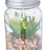 Plante Décorative - Kyala