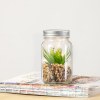 Plante Décorative - Kyala