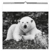 Illustre paradis blanc 2025 - 7 feuillets - xxl 480x580mm - reliure spirale - marquage quadri - page de garde repiquee