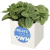 Pot en aluminium avec plante grasse Hey Pots