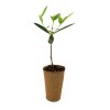Mini plant d'arbre pot fibre de bois