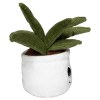 Peluche aloe vera
