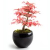 Bonsaï garden set Erable rouge