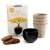 Bonsaï garden set Ginkgo