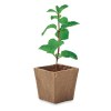 MINT KIT - Kit de graines de menthe