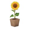 SUNFLOWER KIT - Kit de tournesol