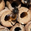 Hôtel pour insectes en bois