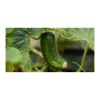 Sproutworld Sharpened Pencil & Header Card crayon taillé