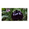 Sproutworld Sharpened Pencil & Header Card crayon taillé