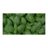 Sproutworld Unsharpened Pencil & Header Card crayon non taillé